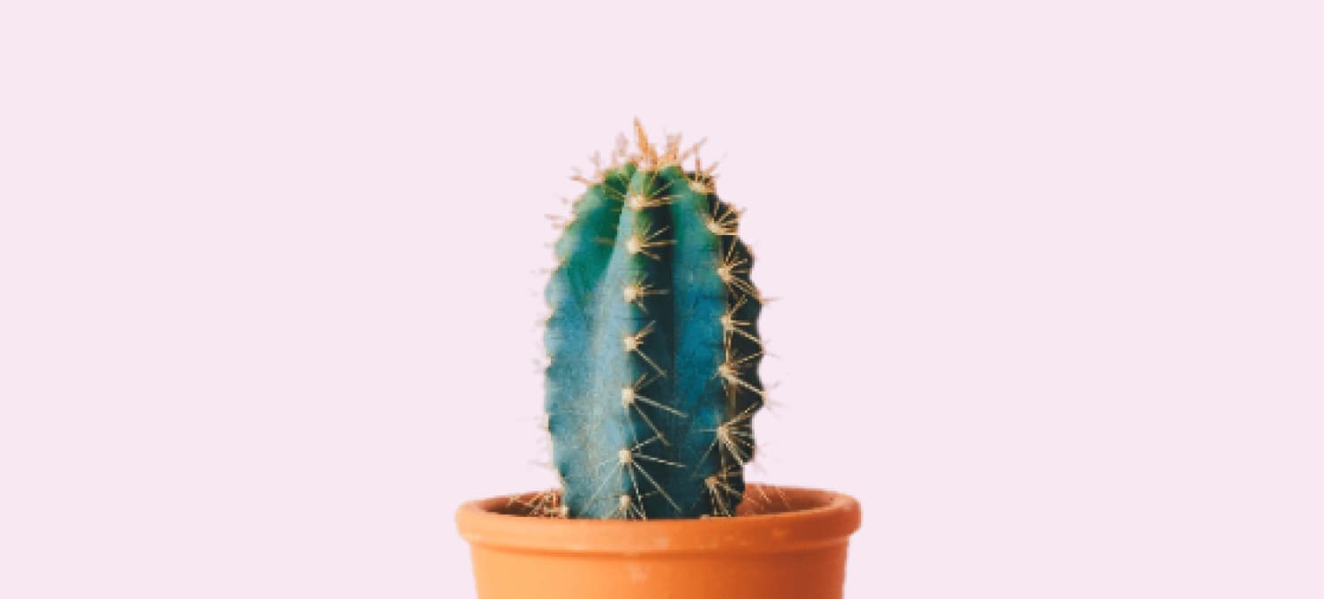 Cactus Img